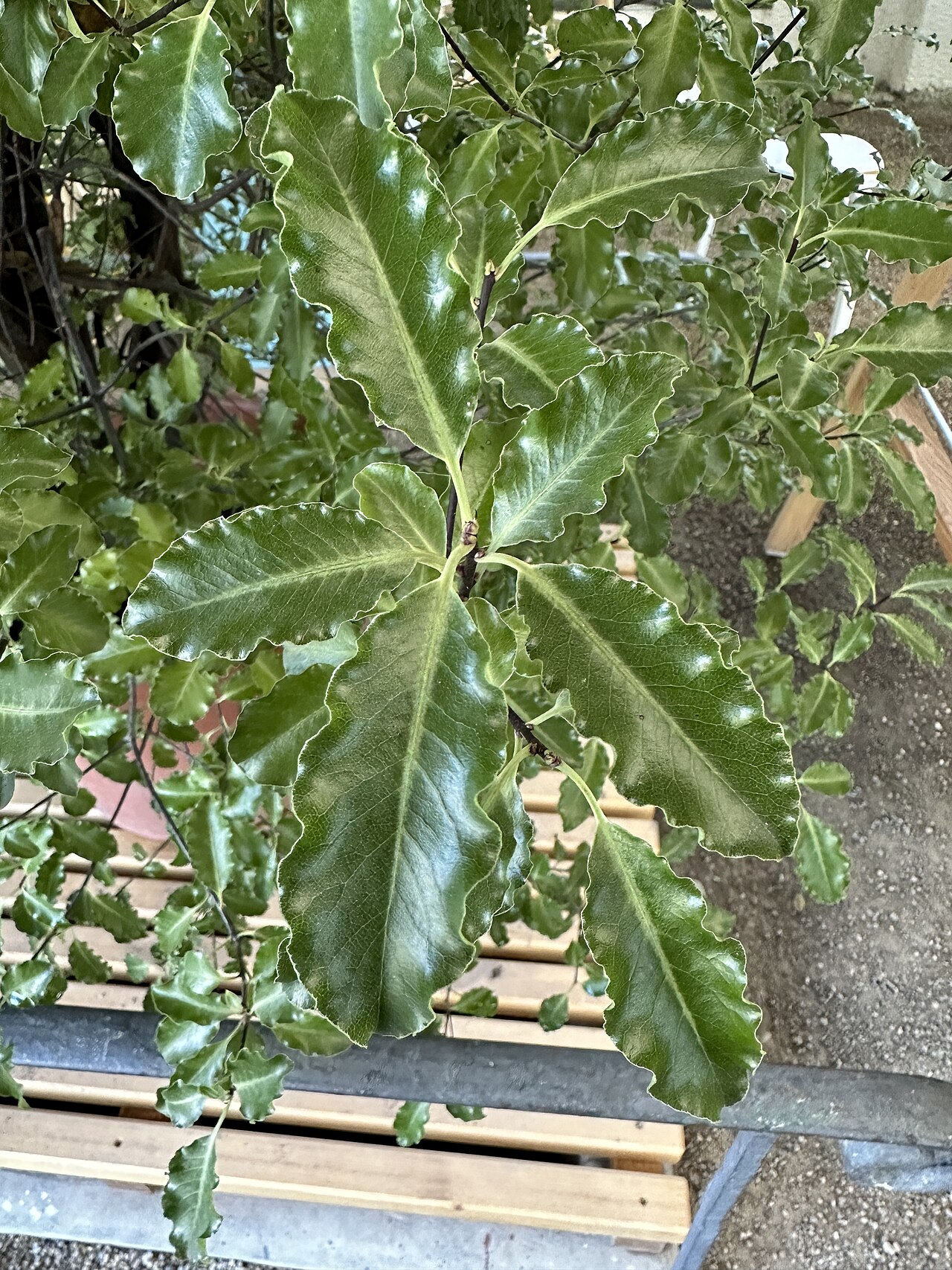 Pittosporum rigidum: Pittosporum rigidum im Botanischen Garten München