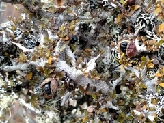 Pittosporum rigidum (Pittosporum rigidum)