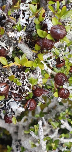 Pittosporum rigidum (Pittosporum rigidum)