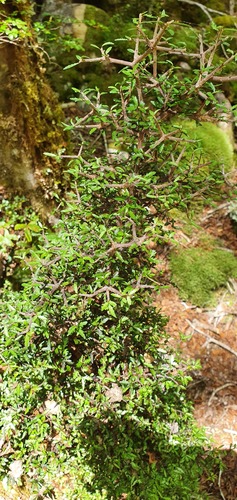 Pittosporum rigidum (Pittosporum rigidum)