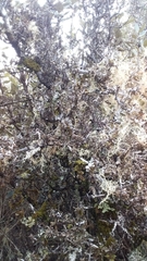 Pittosporum rigidum (Pittosporum rigidum)
