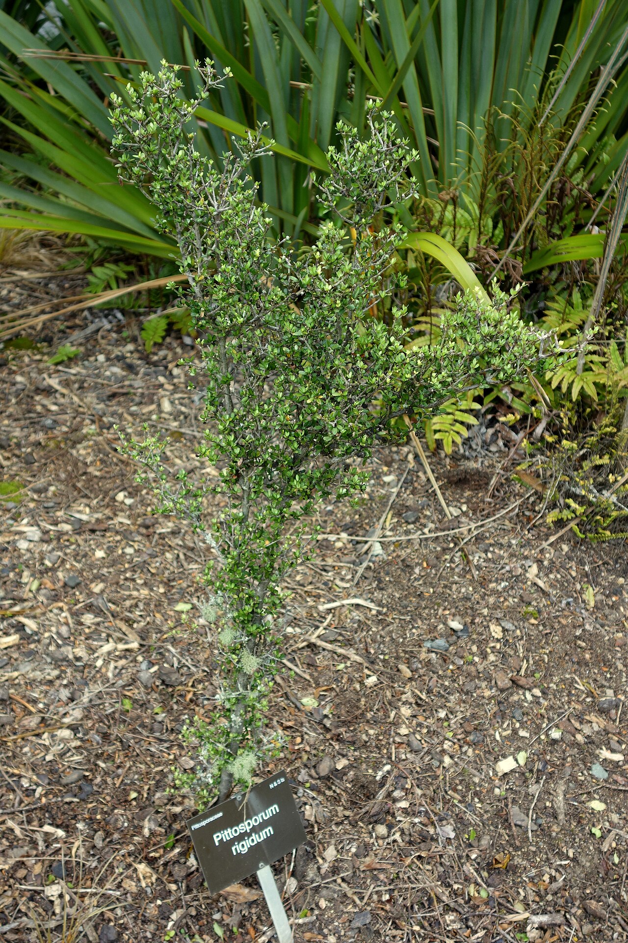 Pittosporum rigidum: Specimen in in Dunedin Botanic Garden - Dunedin, New Zealand.
