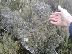 Pittosporum rigidum (Pittosporum rigidum)