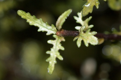 Pittosporum rigidum (Pittosporum rigidum)
