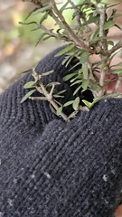 Pittosporum rigidum (Pittosporum rigidum)