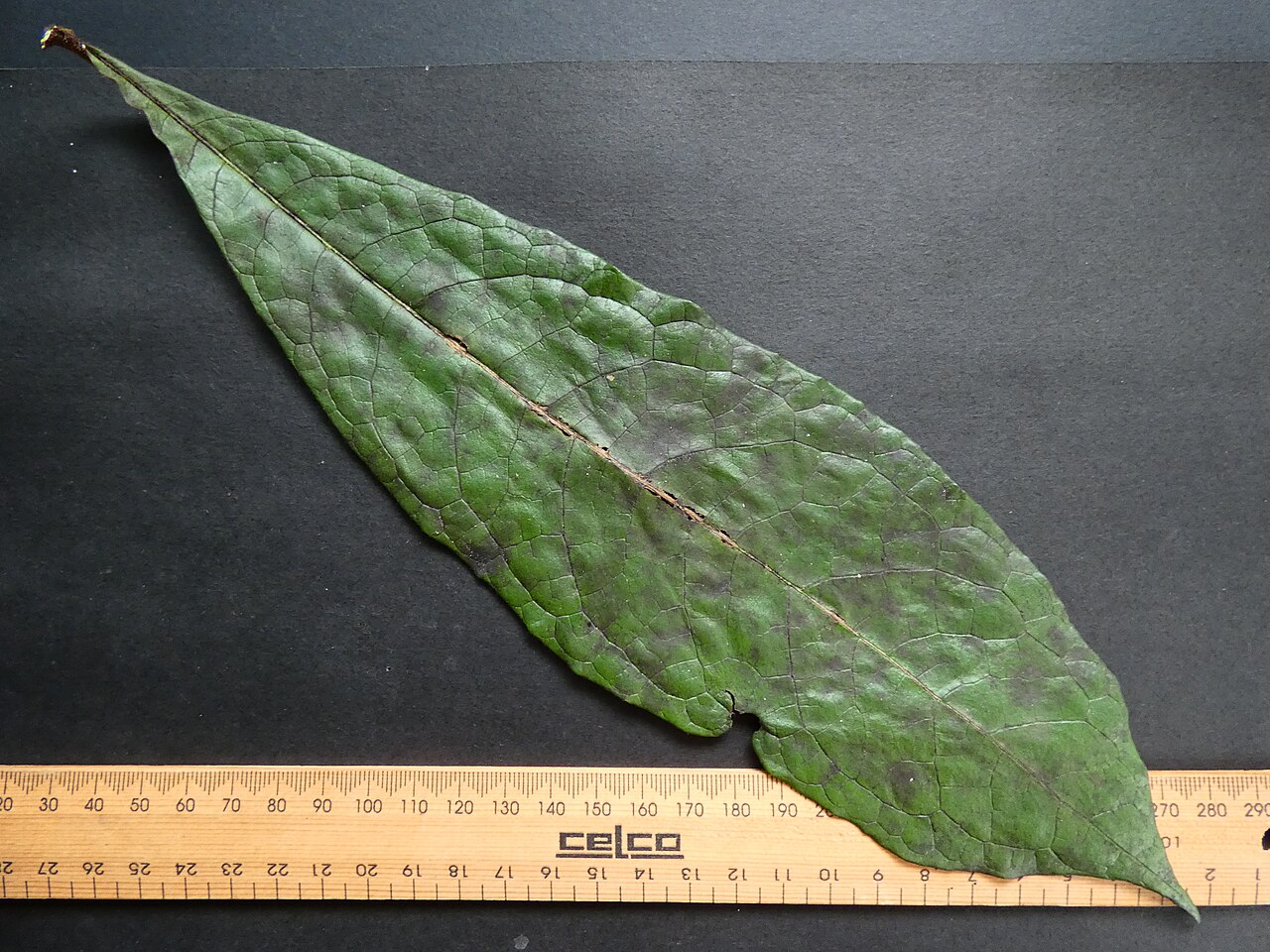Hairy red pittosporum: Pittosporum rubiginosum leaf top side