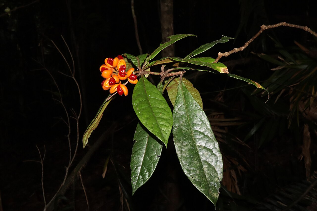 Hairy red pittosporum: Hairy Red Pittosporum