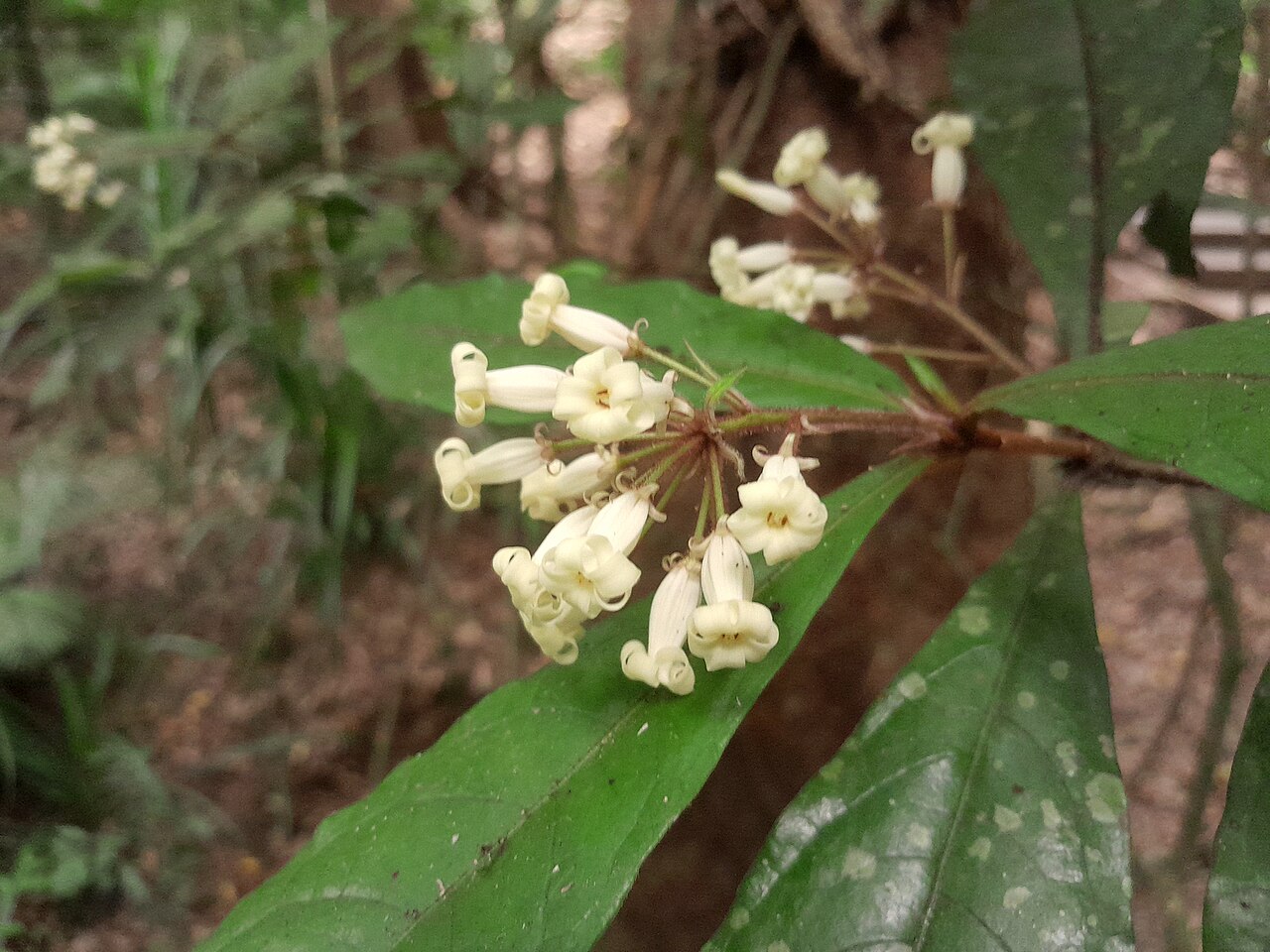 Hairy red pittosporum: Pittosporum rubiginosum , Red Arrow track, Mount Whitfield, Cairns