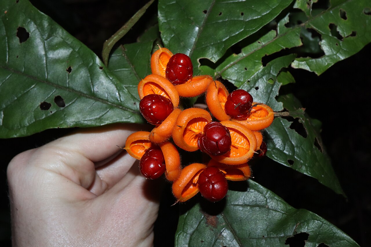 Hairy red pittosporum: Hairy Red Pittosporum