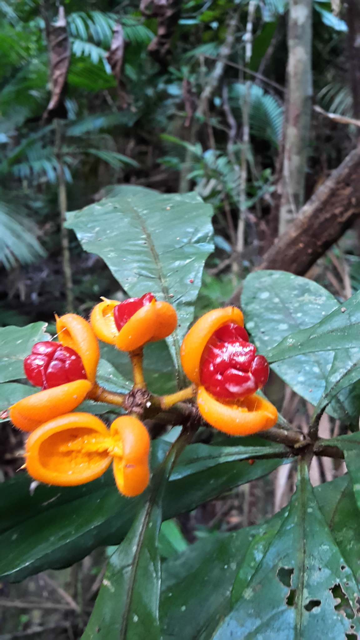 Hairy red pittosporum: Hairy Red Pittosporum
