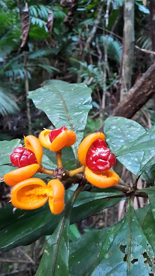 Hairy red pittosporum: Hairy Red Pittosporum