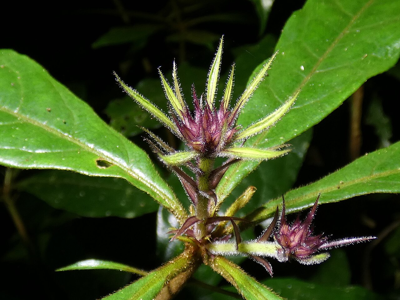 Hairy red pittosporum: New growth of the Hairy Red Pittosporum