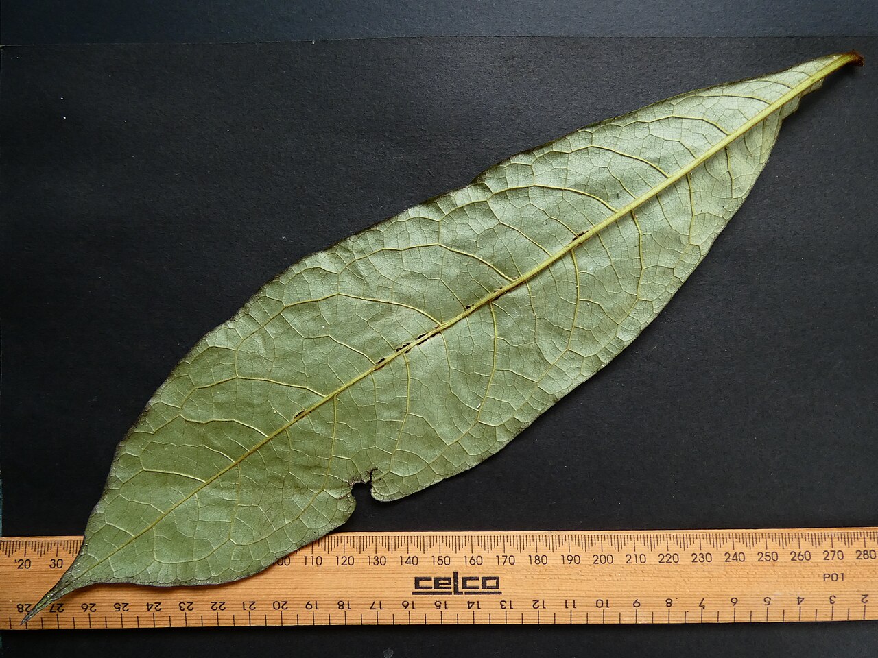 Hairy red pittosporum: Pittosporum rubiginosum , leaf underside