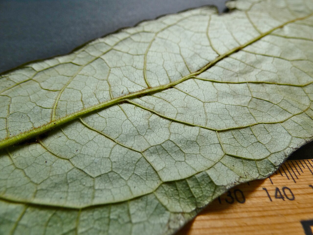 Hairy red pittosporum: Pittosporum rubiginosum , detail of underside showing red trichomes