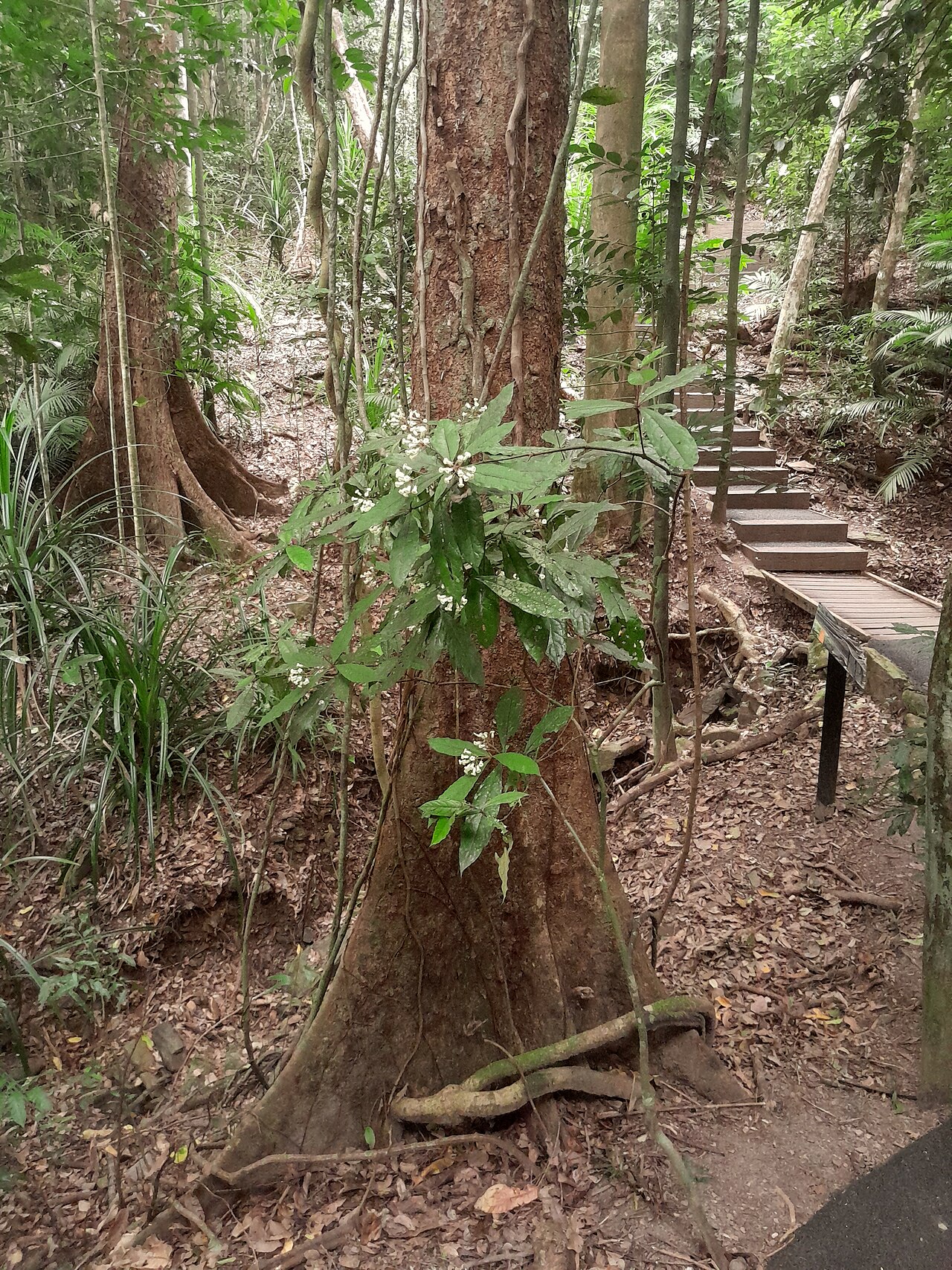 Hairy red pittosporum: Pittosporum rubiginosum , shrub in flower on the Red Arrow track, Mount Whitfield, Cairns