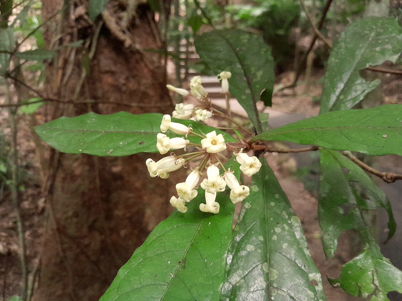 Hairy red pittosporum: Pittosporum rubiginosum , Red Arrow track, Mount Whitfield, Cairns