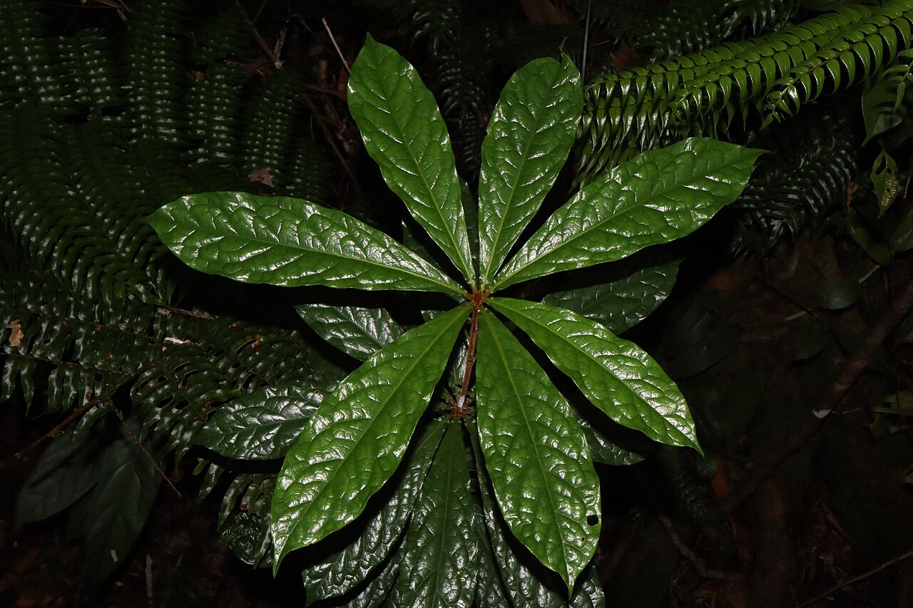 Hairy red pittosporum: Foliage of the Hairy Red Pittosporum