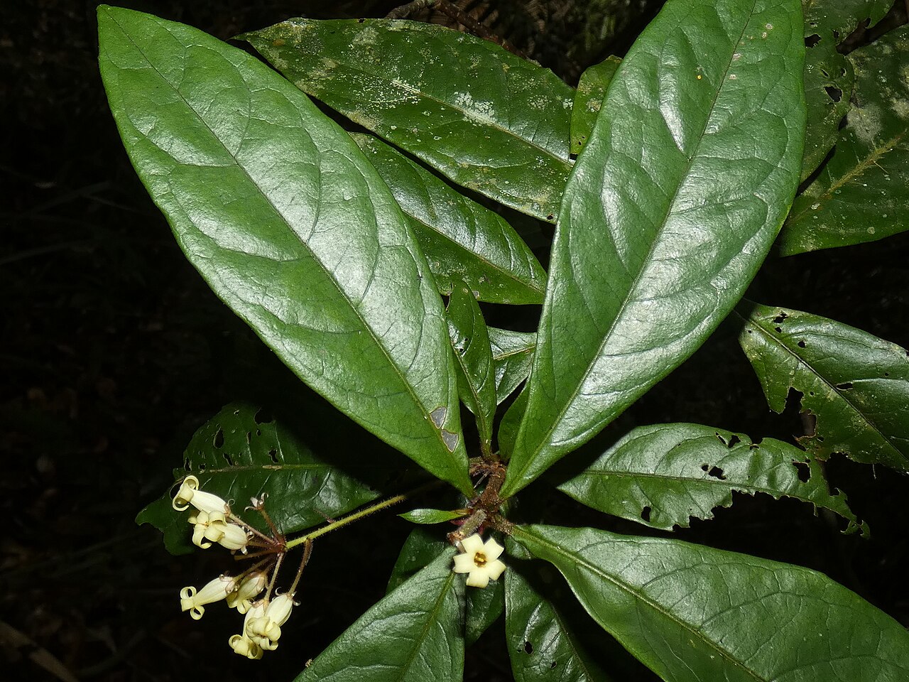 Hairy red pittosporum: Foliage and flowers of the Hairy Red Pittosporum