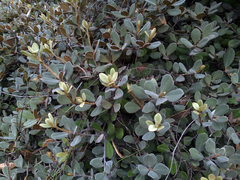 Pittosporum serpentinum (Pittosporum serpentinum)