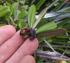 Pittosporum serpentinum (Pittosporum serpentinum)