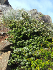 Pittosporum serpentinum (Pittosporum serpentinum)