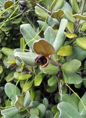 Pittosporum serpentinum (Pittosporum serpentinum)