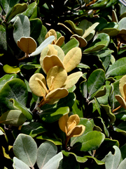 Pittosporum serpentinum (Pittosporum serpentinum)