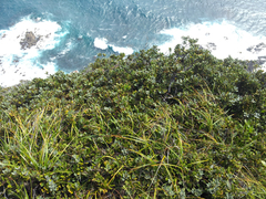 Pittosporum serpentinum (Pittosporum serpentinum)