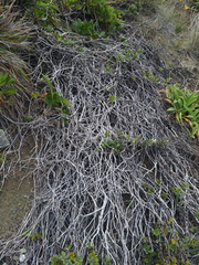 Pittosporum serpentinum (Pittosporum serpentinum)