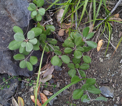 Pittosporum serpentinum (Pittosporum serpentinum)
