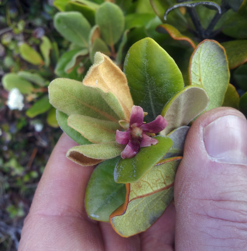 Pittosporum serpentinum (Pittosporum serpentinum)