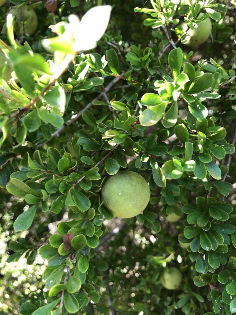 Pittosporum spinescens (Pittosporum spinescens)