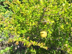 Pittosporum spinescens (Pittosporum spinescens)