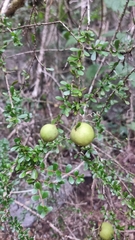 Pittosporum spinescens (Pittosporum spinescens)