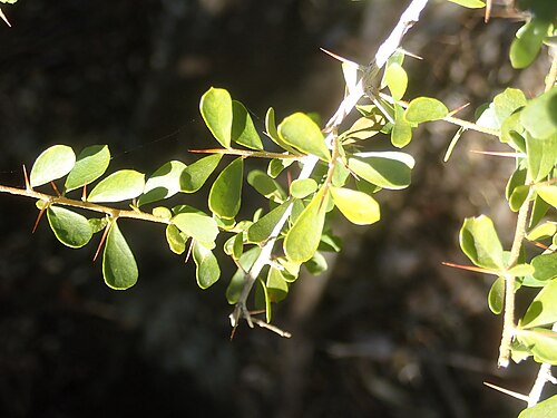 Pittosporum spinescens: Pittosporum spinescens, Mt Basalt Reserve, Millmerran, Queensland