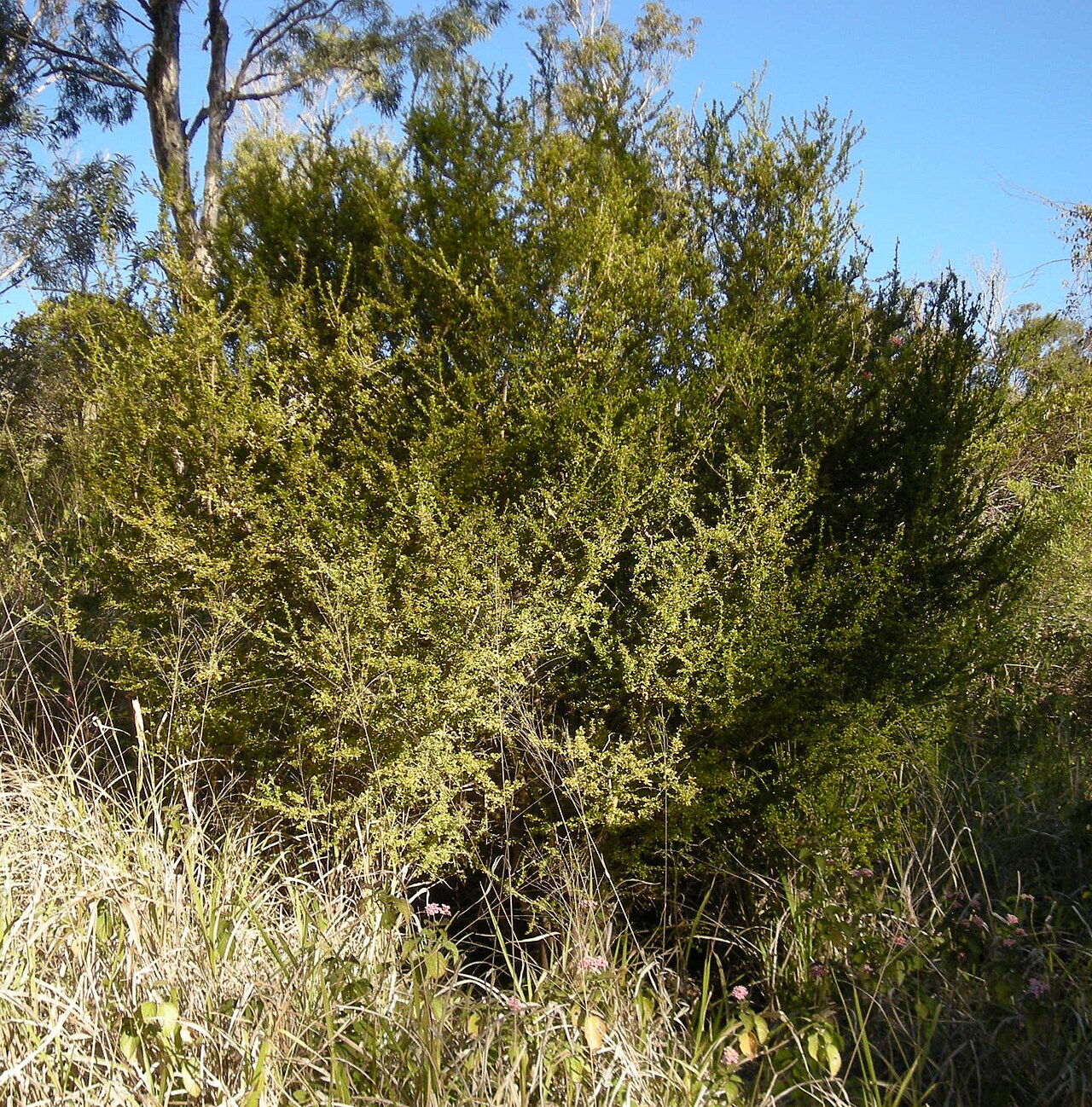 Pittosporum spinescens: Citriobatus spinescens shrub, Mount Archer National Park, Rockhampton, Queensland.