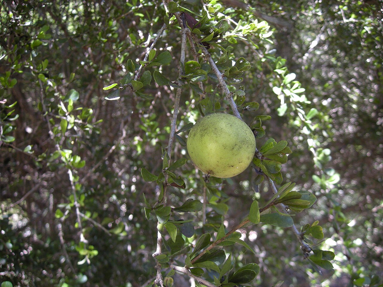 Pittosporum spinescens: Citriobatus spinescens foliage and fruit. Mount Archer National Park, Rockhampton, Queensland.