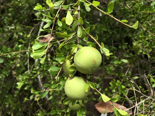 Pittosporum spinescens (Pittosporum spinescens)