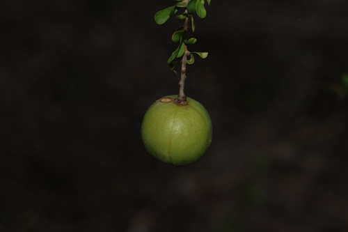 Pittosporum spinescens (Pittosporum spinescens)
