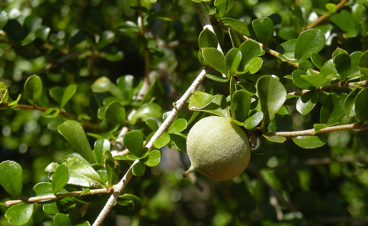Pittosporum spinescens: Citriobatus spinescens fruit, Mount Archer National Park, Rockhampton