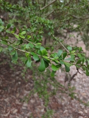 Pittosporum spinescens (Pittosporum spinescens)