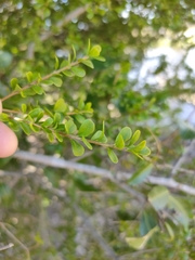 Pittosporum spinescens (Pittosporum spinescens)