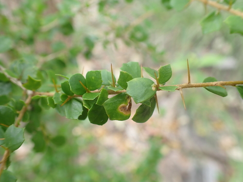 Pittosporum spinescens (Pittosporum spinescens)