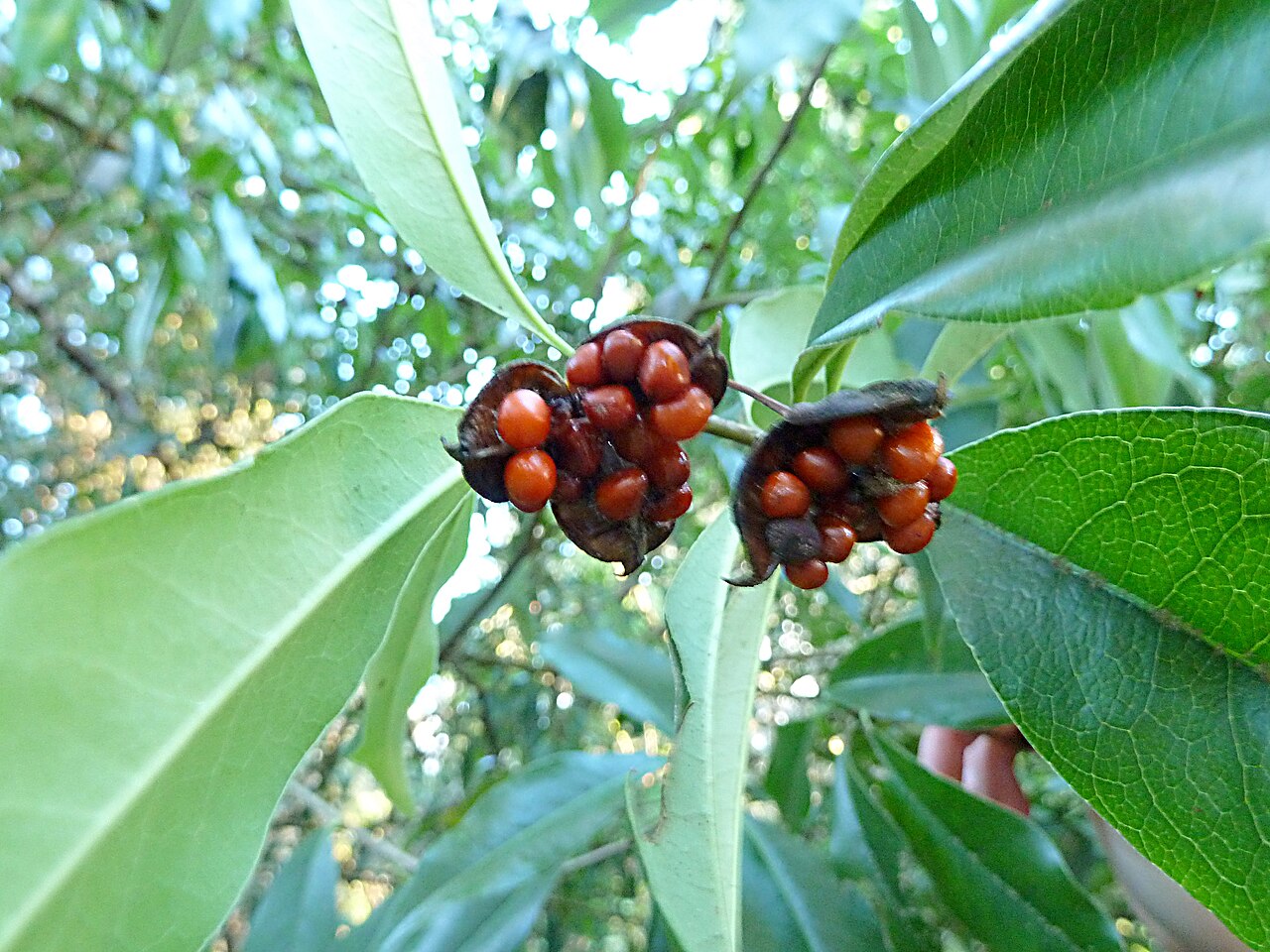 Pittosporum subulisepalum: Pittosporum subulisepalum at UBC Botanical Garden