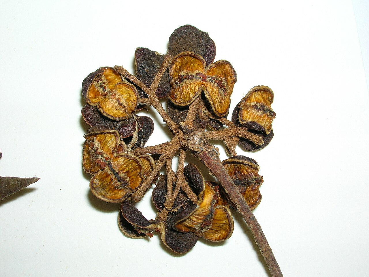 Pittosporum tetraspermum: Pittosporum tetraspermum (BISH specimen). Location: Maui, PTBG Hana