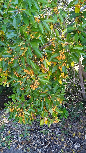 Pittosporum tinifolium: Pittosporum tinifolium