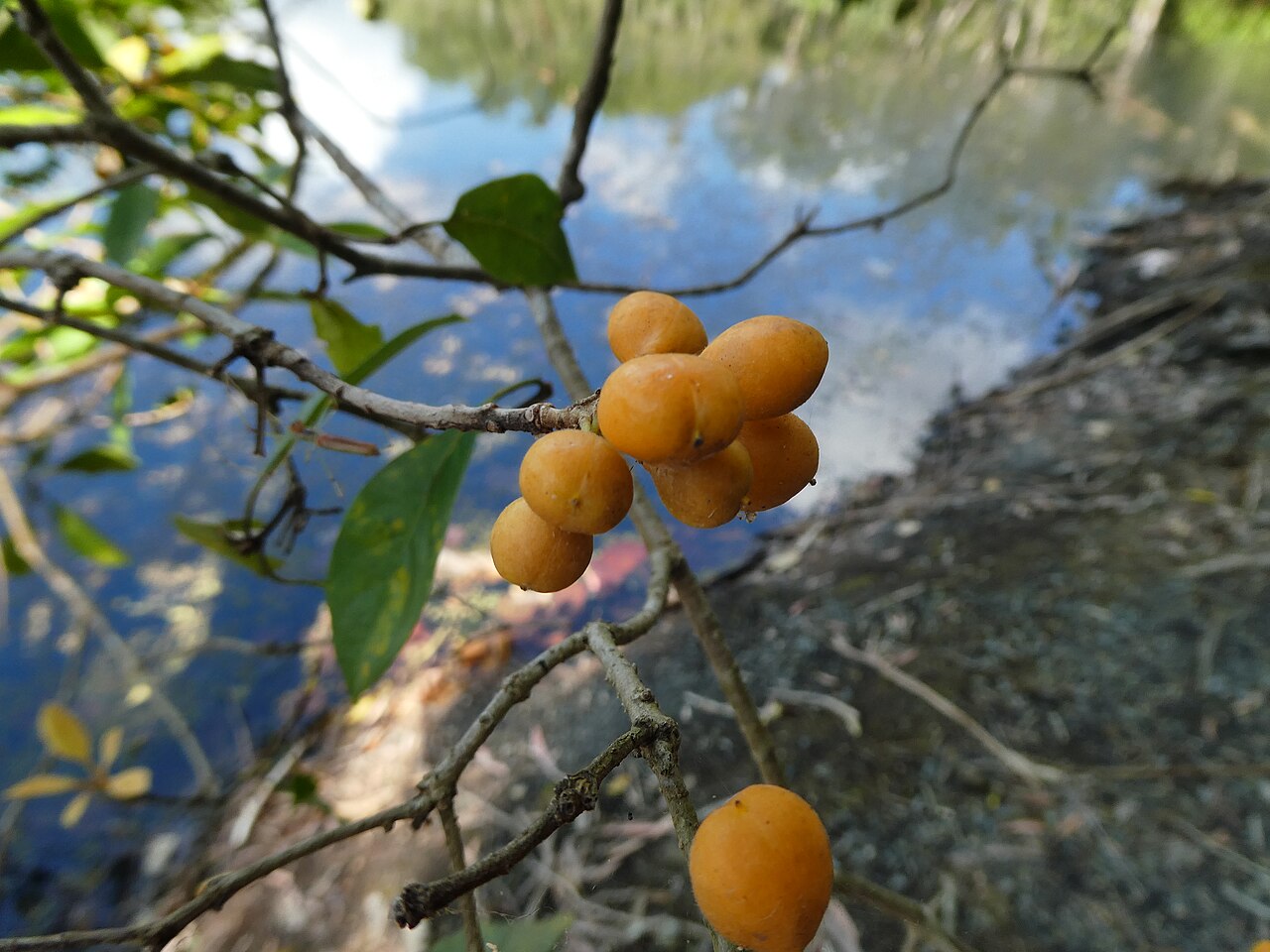 Pittosporum tinifolium: Pittosporum tinifolium
