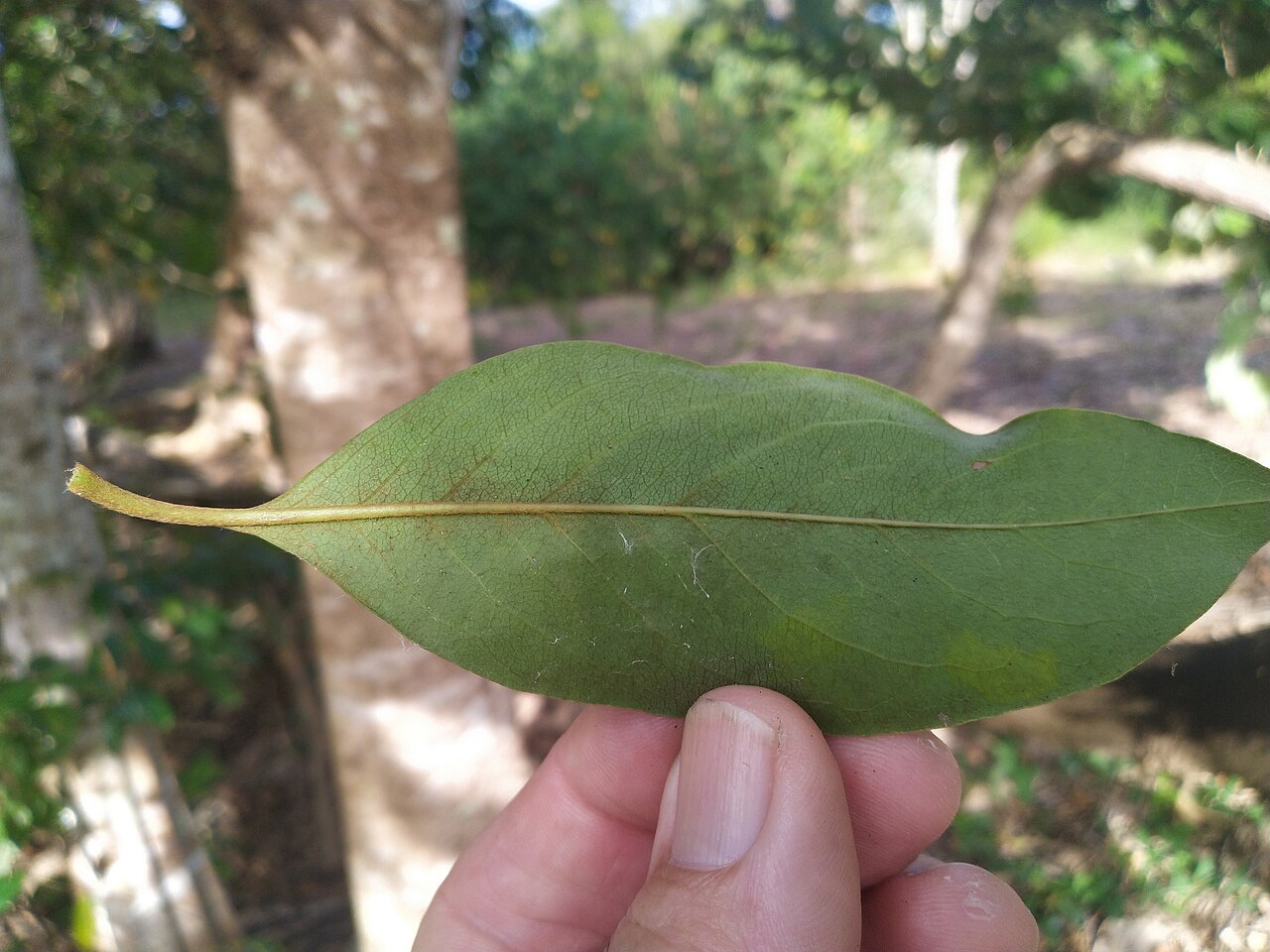 Pittosporum tinifolium: Pittosporum tinifolium leaf, under side