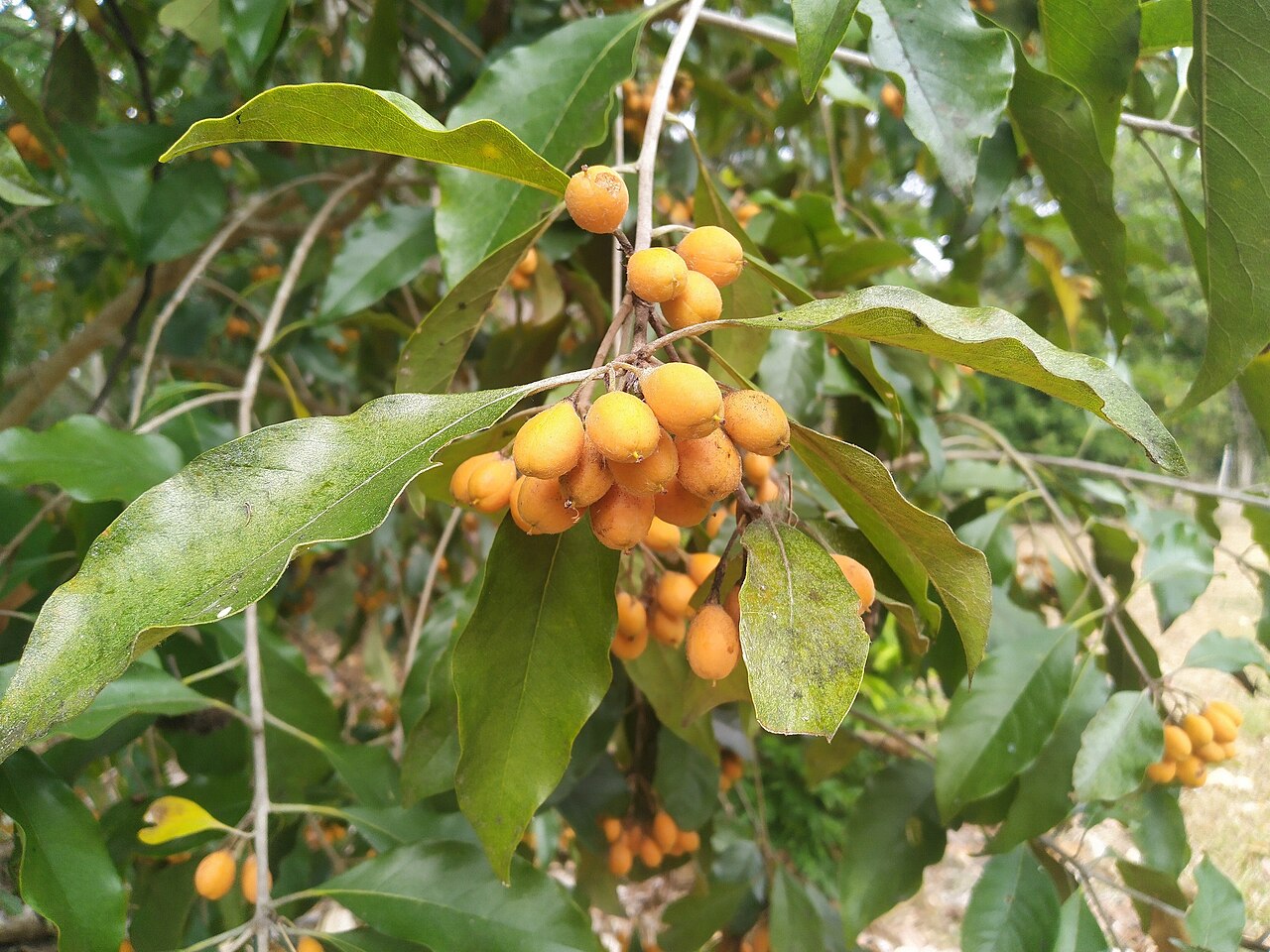 Pittosporum tinifolium: Pittosporum tinifolium in fruit