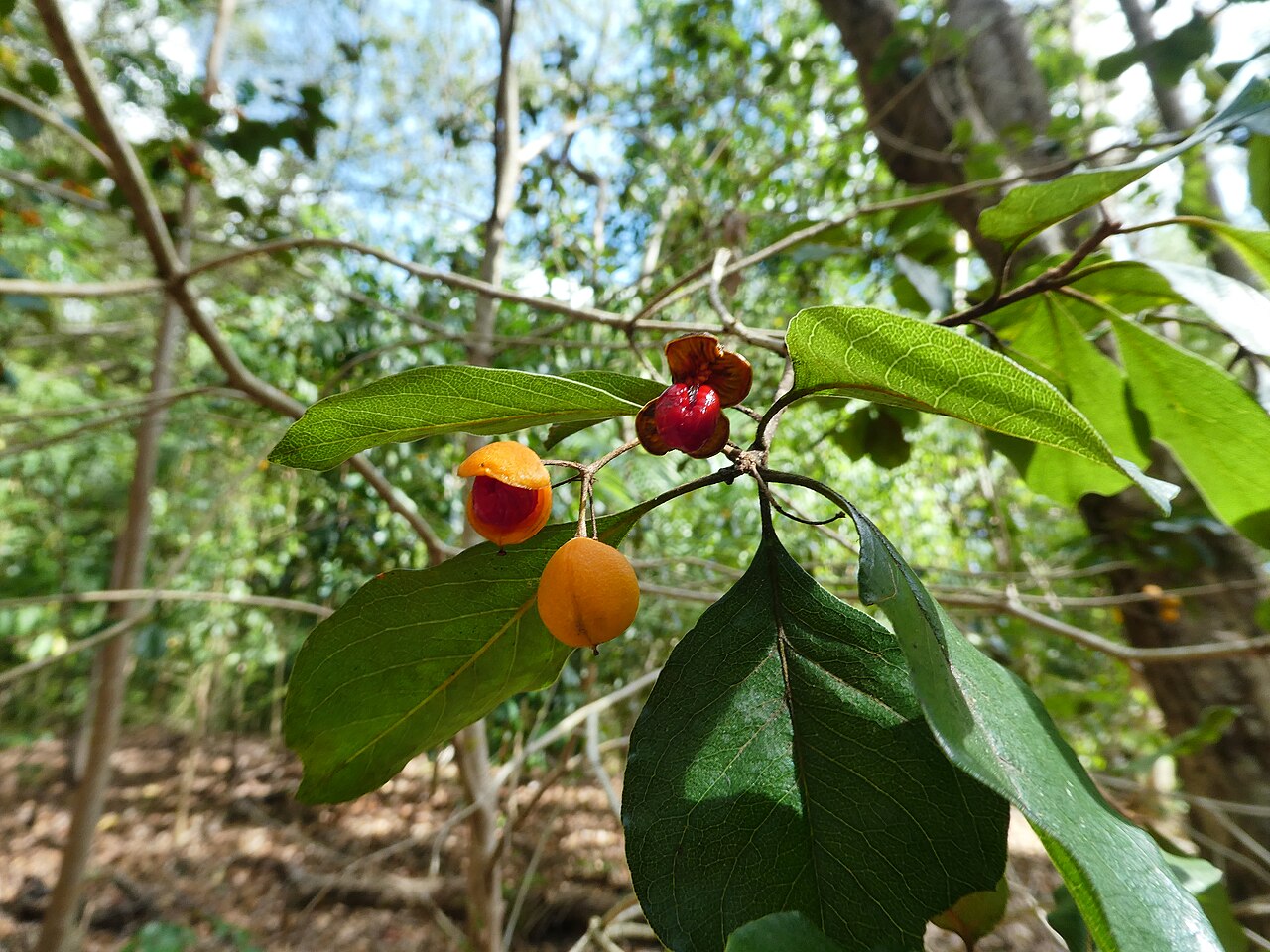 Pittosporum tinifolium: Pittosporum tinifolium